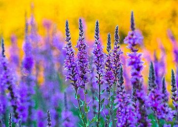 坂口博信RPG《FANTASIAN》后篇已进入开发阶段