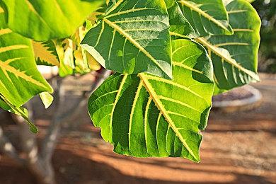 《索尼克色彩究极版》星光嘉年华和派勒那威斯关卡介绍